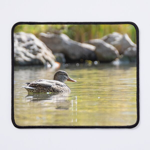 Item preview, Serene Duck in Sam Smith Park designed and sold by jrtwynam.