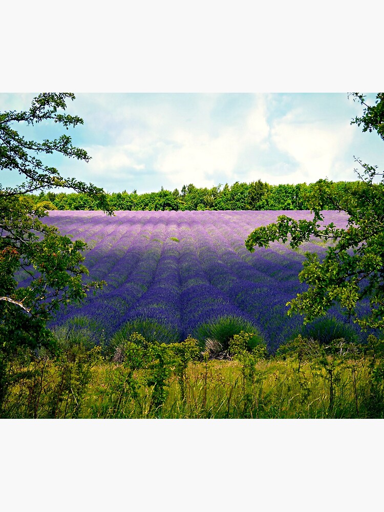 Summertime Lavender by ScenicViewPics