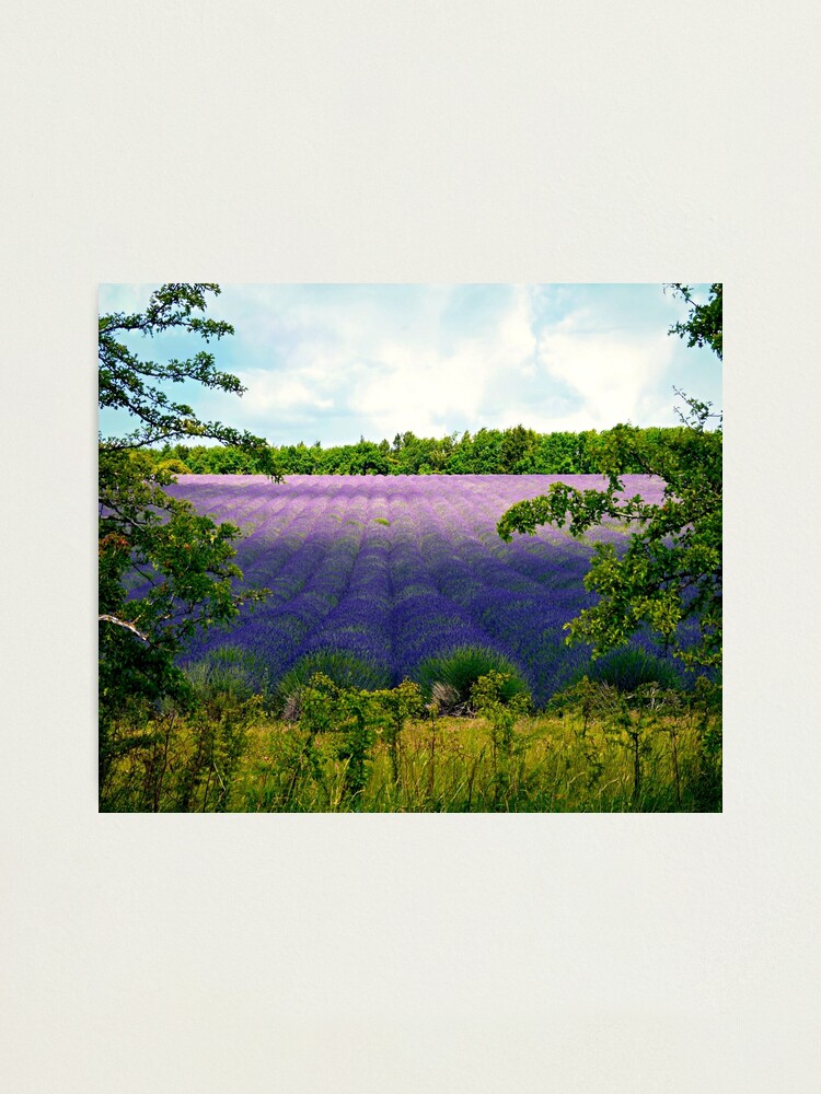 Alternate view of Summertime Lavender Photographic Print