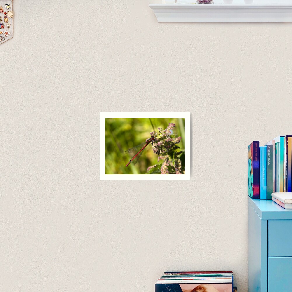 Large Red Damselfly (Pyrrhosoma nymphula) Art Print