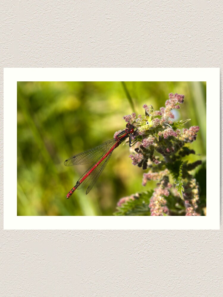 Alternate view of Large Red Damselfly (Pyrrhosoma nymphula) Art Print