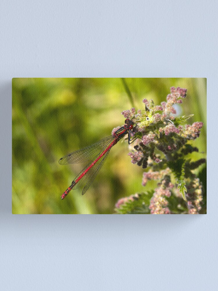 Alternate view of Large Red Damselfly (Pyrrhosoma nymphula) Canvas Print