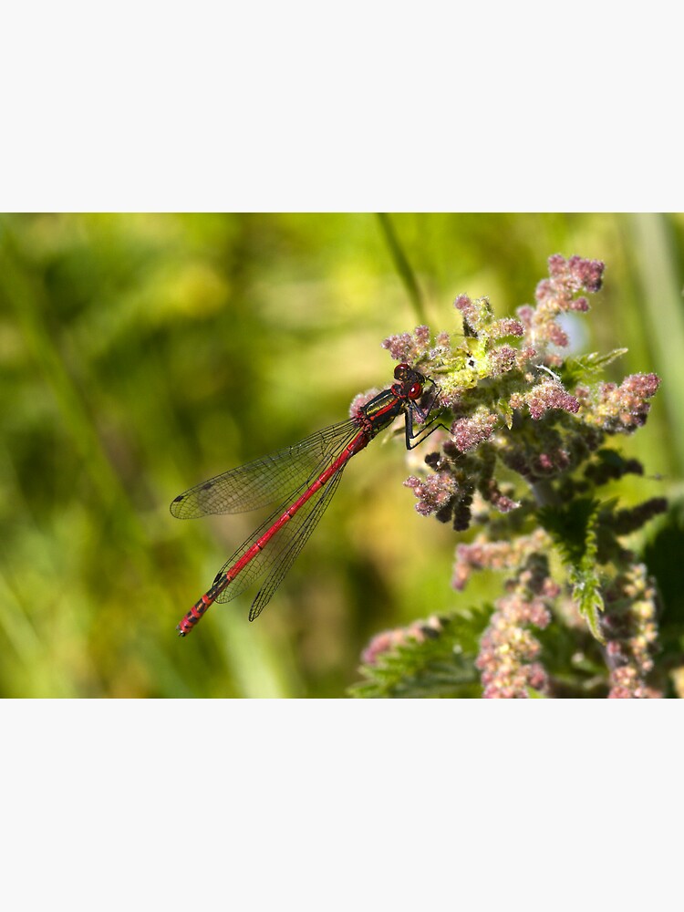 Large Red Damselfly (Pyrrhosoma nymphula) by SteveChilton