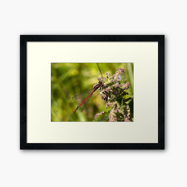 Large Red Damselfly (Pyrrhosoma nymphula) Framed Art Print
