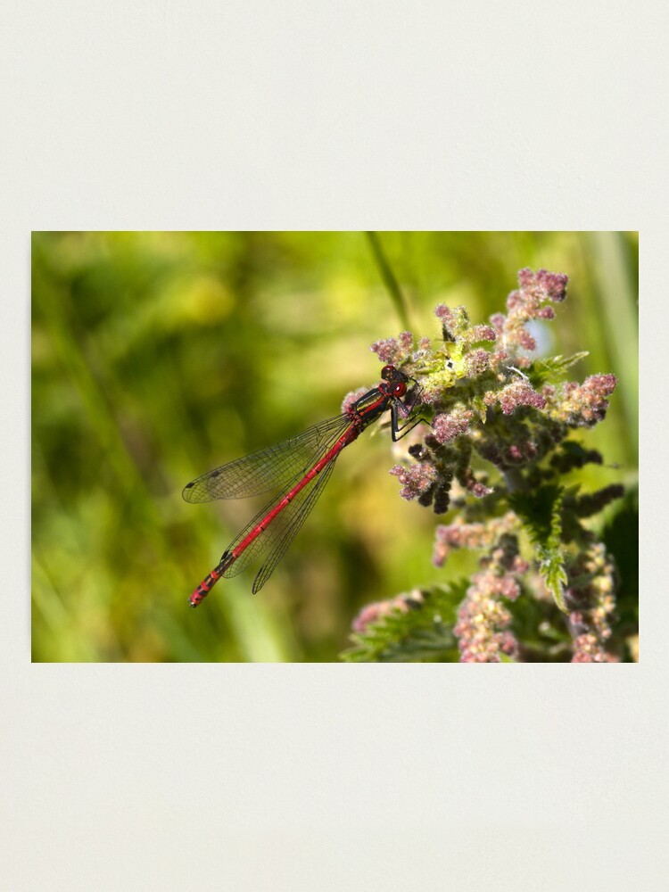Alternate view of Large Red Damselfly (Pyrrhosoma nymphula) Photographic Print