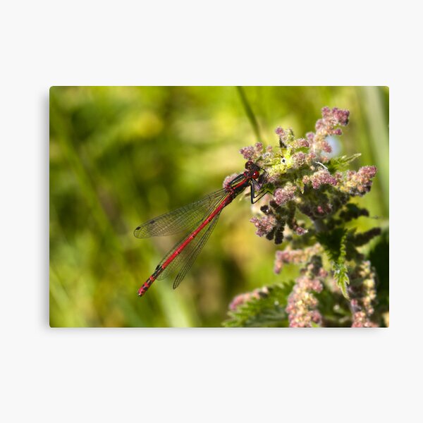Large Red Damselfly (Pyrrhosoma nymphula) Canvas Print
