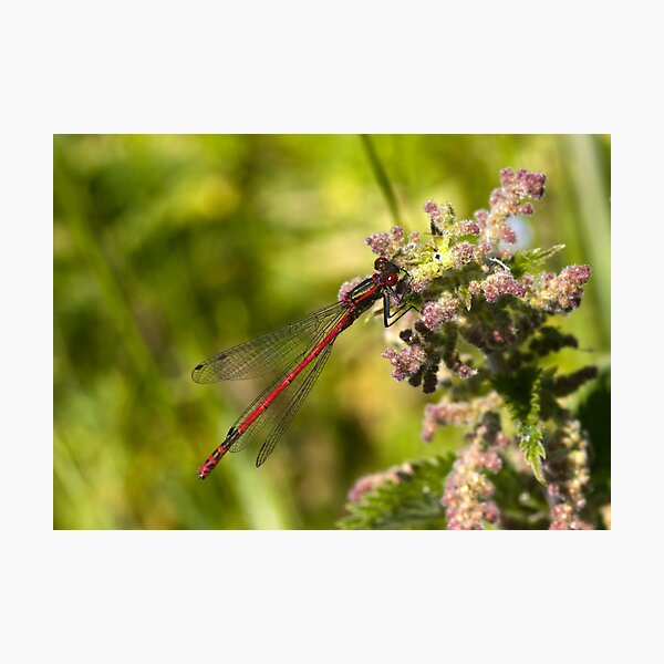 Large Red Damselfly (Pyrrhosoma nymphula) Photographic Print