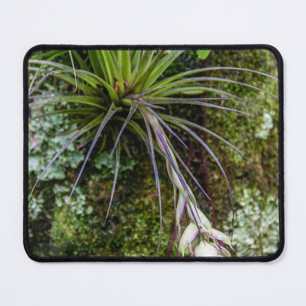 Item preview, capullo de orquídea. designed and sold by Nino rocha fotografia.