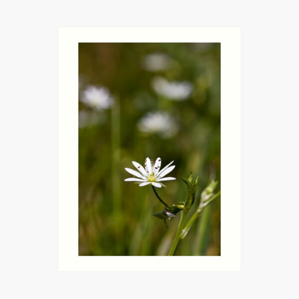 Lesser Stitchwort (Stellaria graminea) Art Print