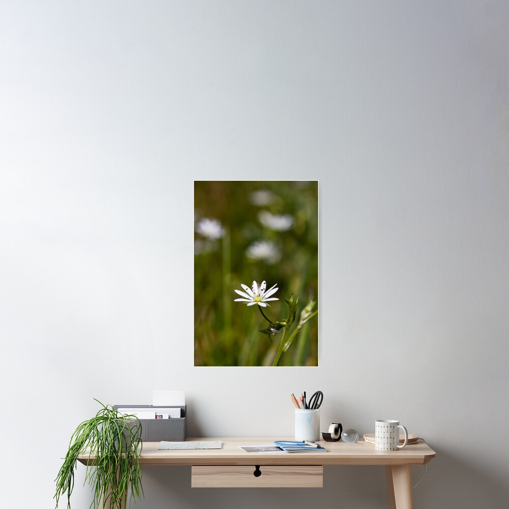 Lesser Stitchwort (Stellaria graminea) Poster