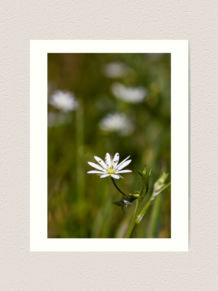 Alternate view of Lesser Stitchwort (Stellaria graminea) Art Print