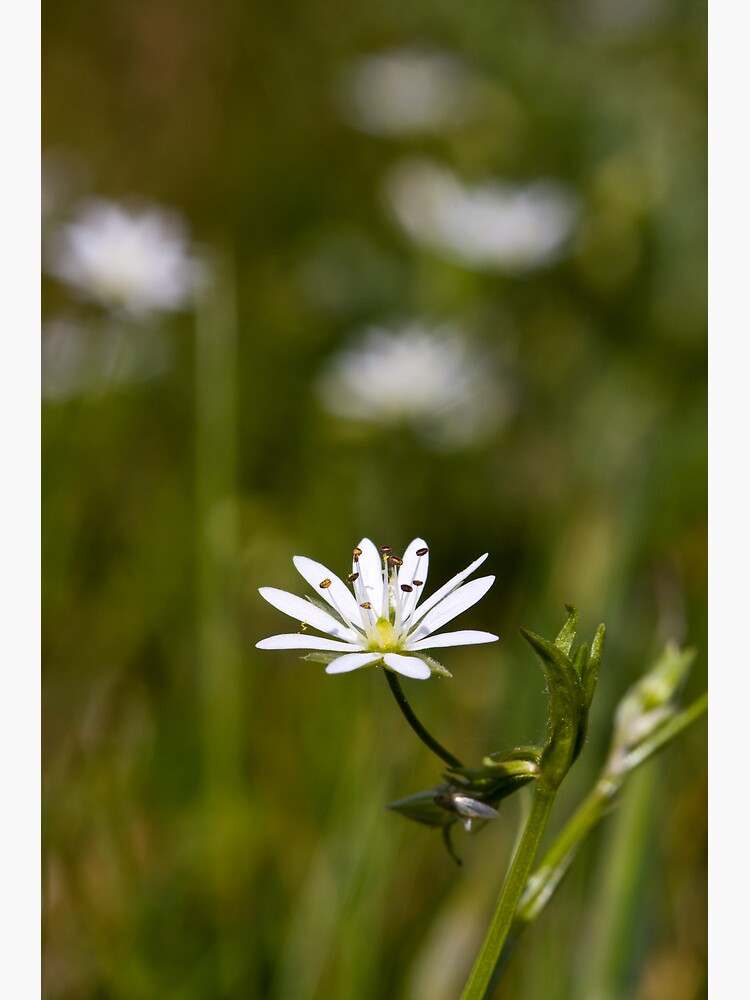 Lesser Stitchwort (Stellaria graminea) by SteveChilton