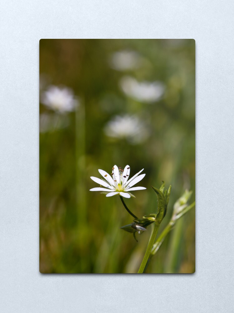 Alternate view of Lesser Stitchwort (Stellaria graminea) Metal Print