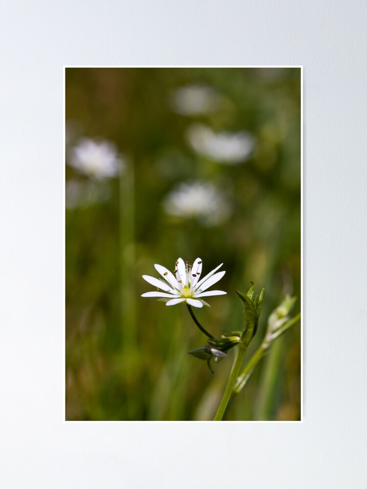 Alternate view of Lesser Stitchwort (Stellaria graminea) Poster