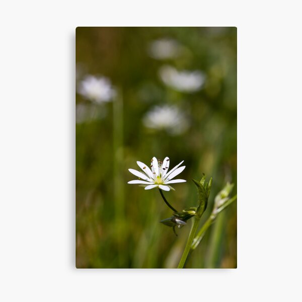 Lesser Stitchwort (Stellaria graminea) Canvas Print