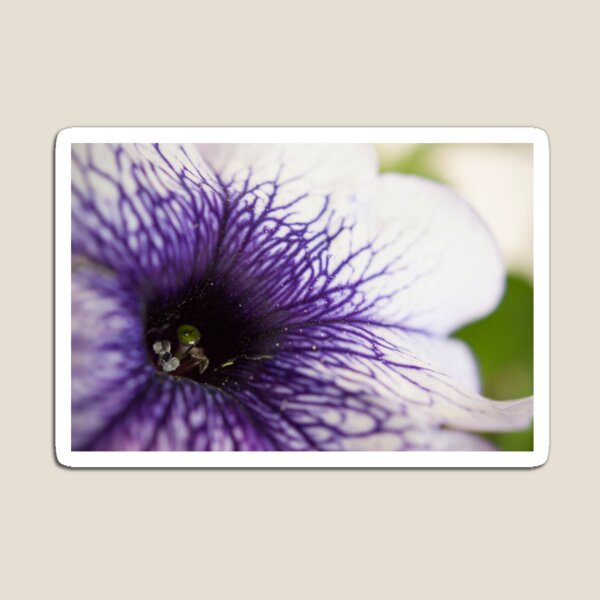 Purple-veined Petunia Magnet
