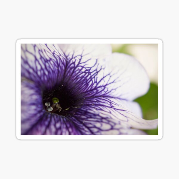 Purple-veined Petunia Sticker
