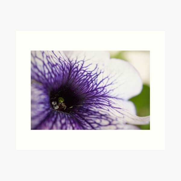 Purple-veined Petunia Art Print
