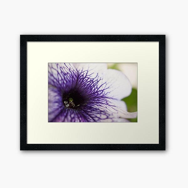 Purple-veined Petunia Framed Art Print