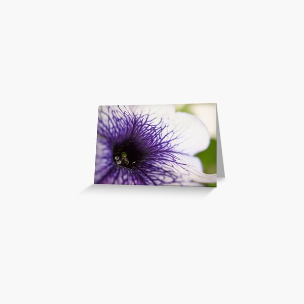 Purple-veined Petunia Greeting Card