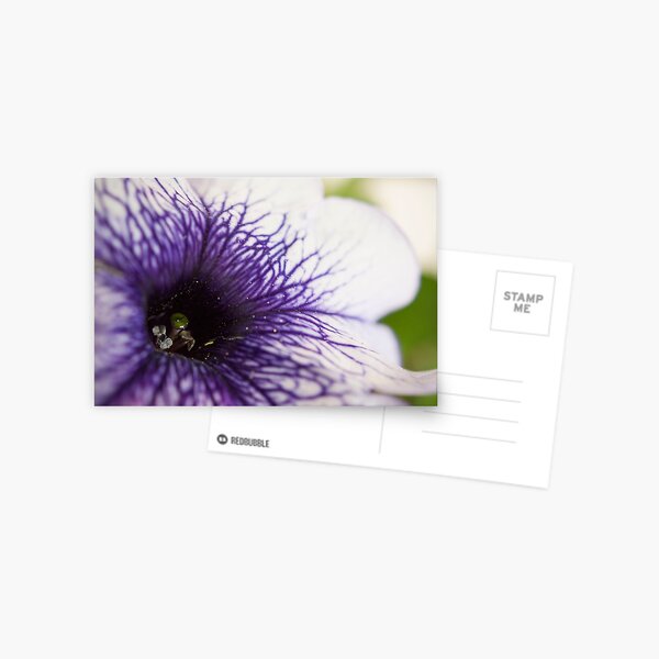 Purple-veined Petunia Postcard