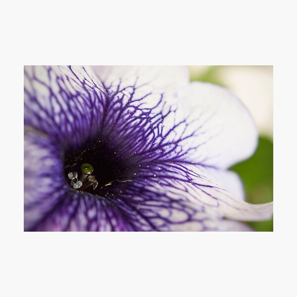 Purple-veined Petunia Photographic Print