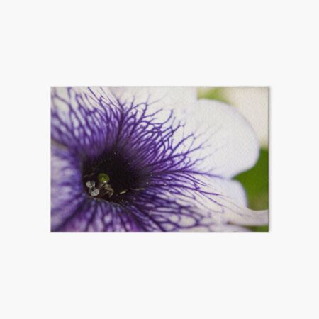 Purple-veined Petunia Art Board Print