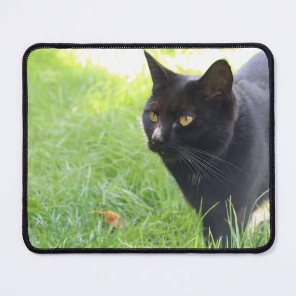 Item preview, Black Cat in the Garden designed and sold by Zoe Sian Photography.