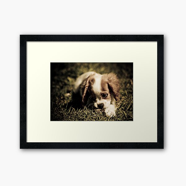 Puppy Dog Eyes Framed Art Print