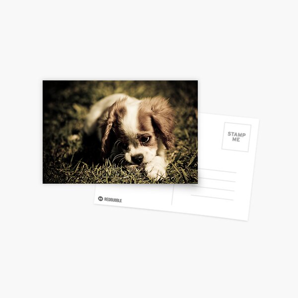 Puppy Dog Eyes Postcard