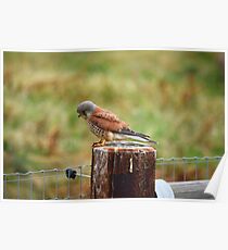 Animals and Wildlife - Hunting Kestrel Poster