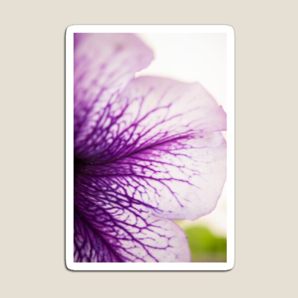 Purple-veined Petunia Petal Magnet