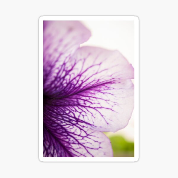 Purple-veined Petunia Petal Sticker