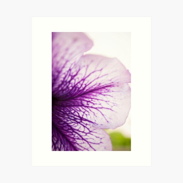 Purple-veined Petunia Petal Art Print