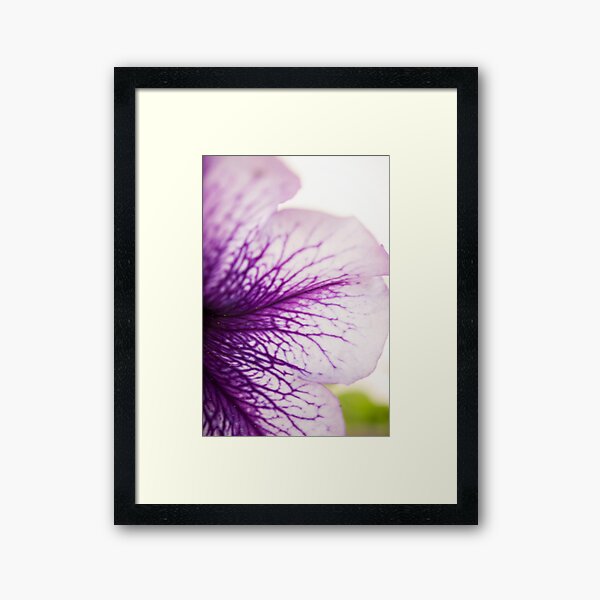 Purple-veined Petunia Petal Framed Art Print