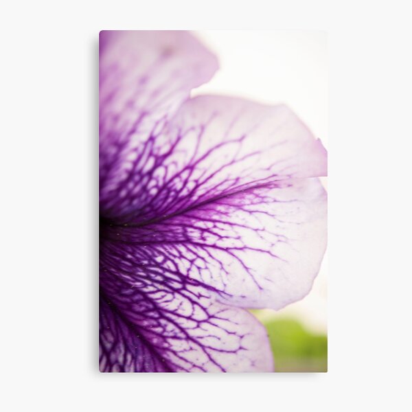 Purple-veined Petunia Petal Metal Print