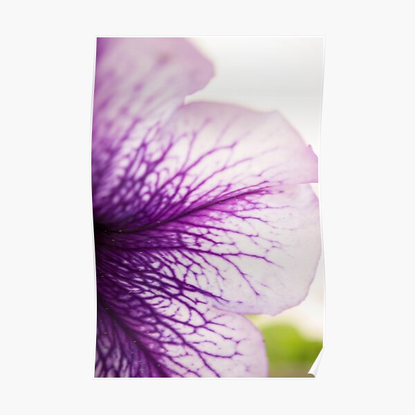 Purple-veined Petunia Petal Poster