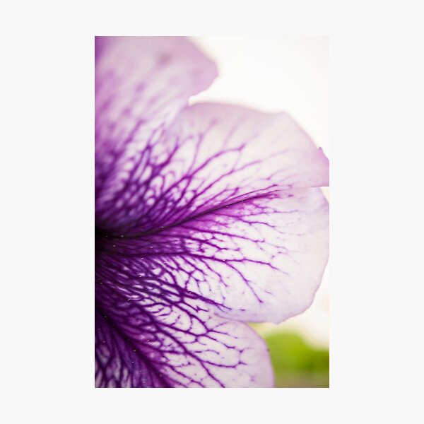 Purple-veined Petunia Petal Photographic Print
