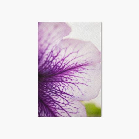 Purple-veined Petunia Petal Art Board Print