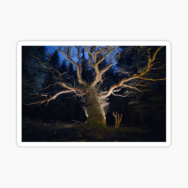 The Skipinnish Oak Sticker