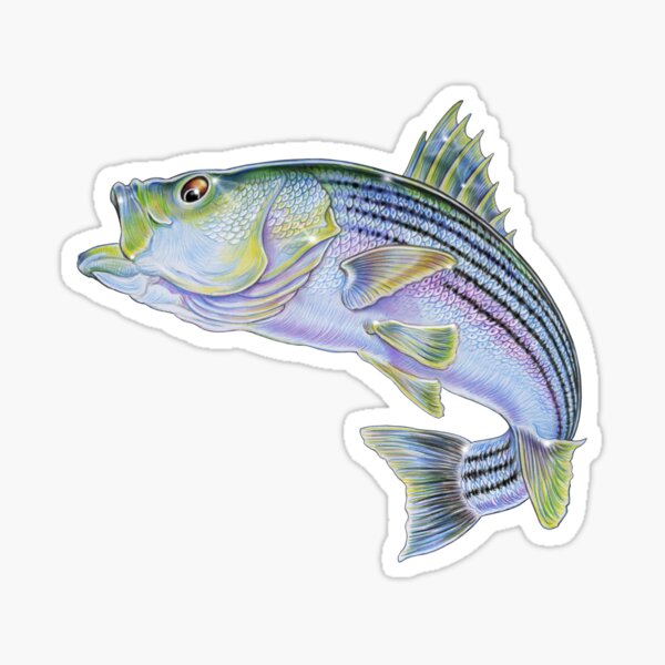 Item preview, Striped Bass designed and sold by TimJeffsArt.