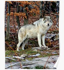 Timber wolf in the Wild Poster