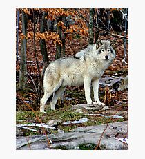 Timber wolf in the Wild Photographic Print