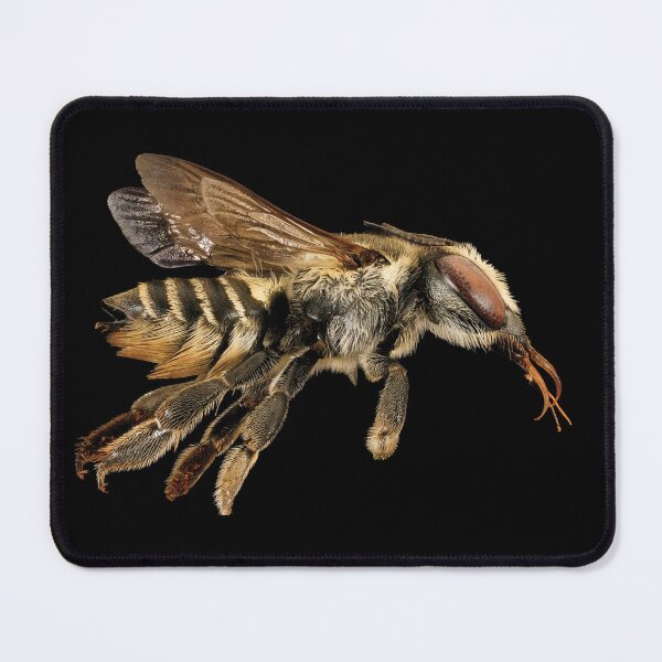 Item preview, Leaf-cutter Bee designed and sold by DreamingBeetle.