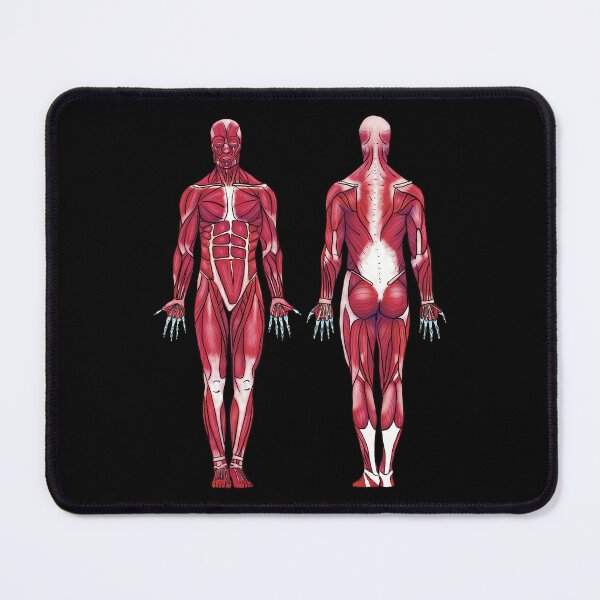Item preview, Anatomical Muscle Diagram, Muscular System, Anatomical Diagram, Anterior and Posterior Muscular System Diagram designed and sold by mermaidronnie.