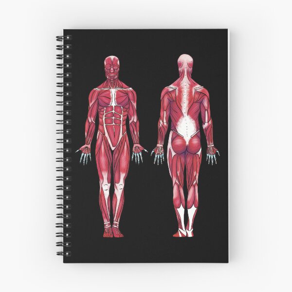 Item preview, Anatomical Muscle Diagram, Muscular System, Anatomical Diagram, Anterior and Posterior Muscular System Diagram designed and sold by mermaidronnie.