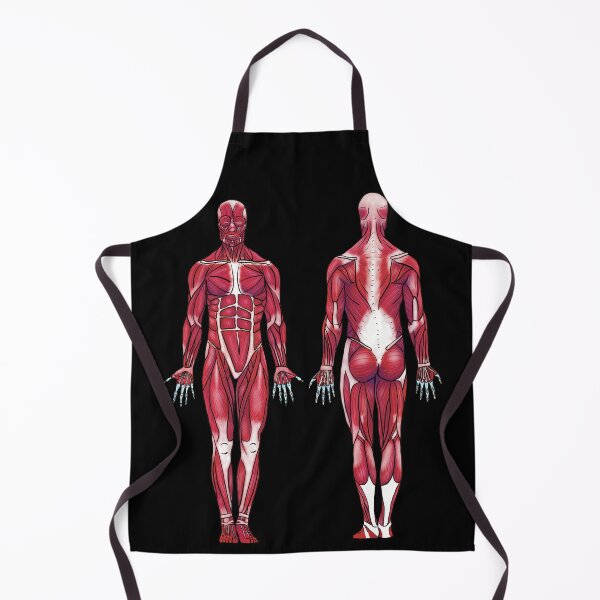 Item preview, Anatomical Muscle Diagram, Muscular System, Anatomical Diagram, Anterior and Posterior Muscular System Diagram designed and sold by mermaidronnie.