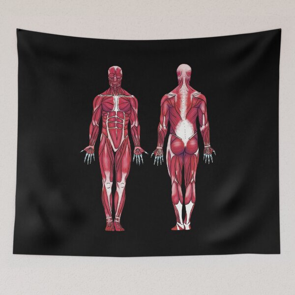 Item preview, Anatomical Muscle Diagram, Muscular System, Anatomical Diagram, Anterior and Posterior Muscular System Diagram designed and sold by mermaidronnie.