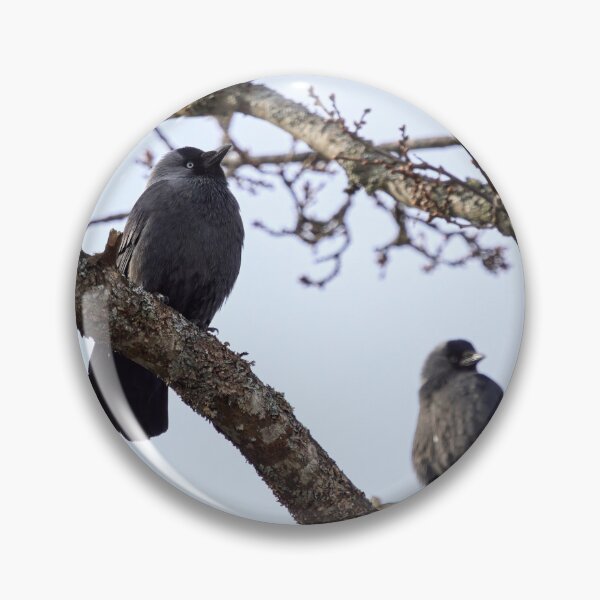 Item preview, To be or not to be. Western jackdaw designed and sold by Jouko Lehto Photography.