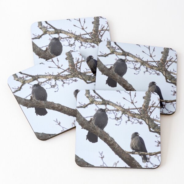 Item preview, To be or not to be. Western jackdaw designed and sold by Jouko Lehto Photography.